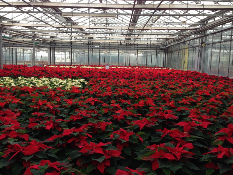 pepiniere-VENANSON-min_poinsettia-210023